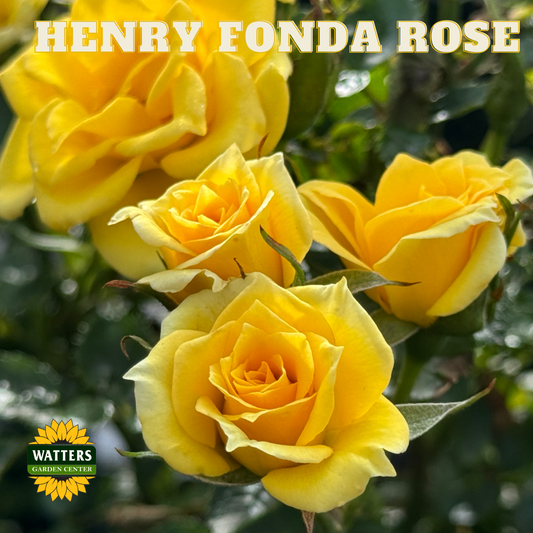 Yellow roses with 'Henry Fonda Rose' text and Watters Garden Center logo.