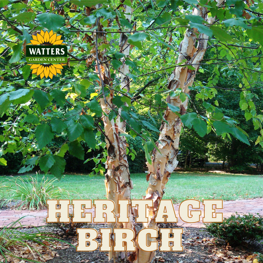 HERITAGE BIRCH TREE 5gal