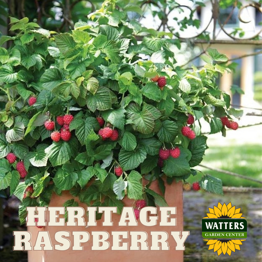 HERITAGE RASPBERRY 1gal