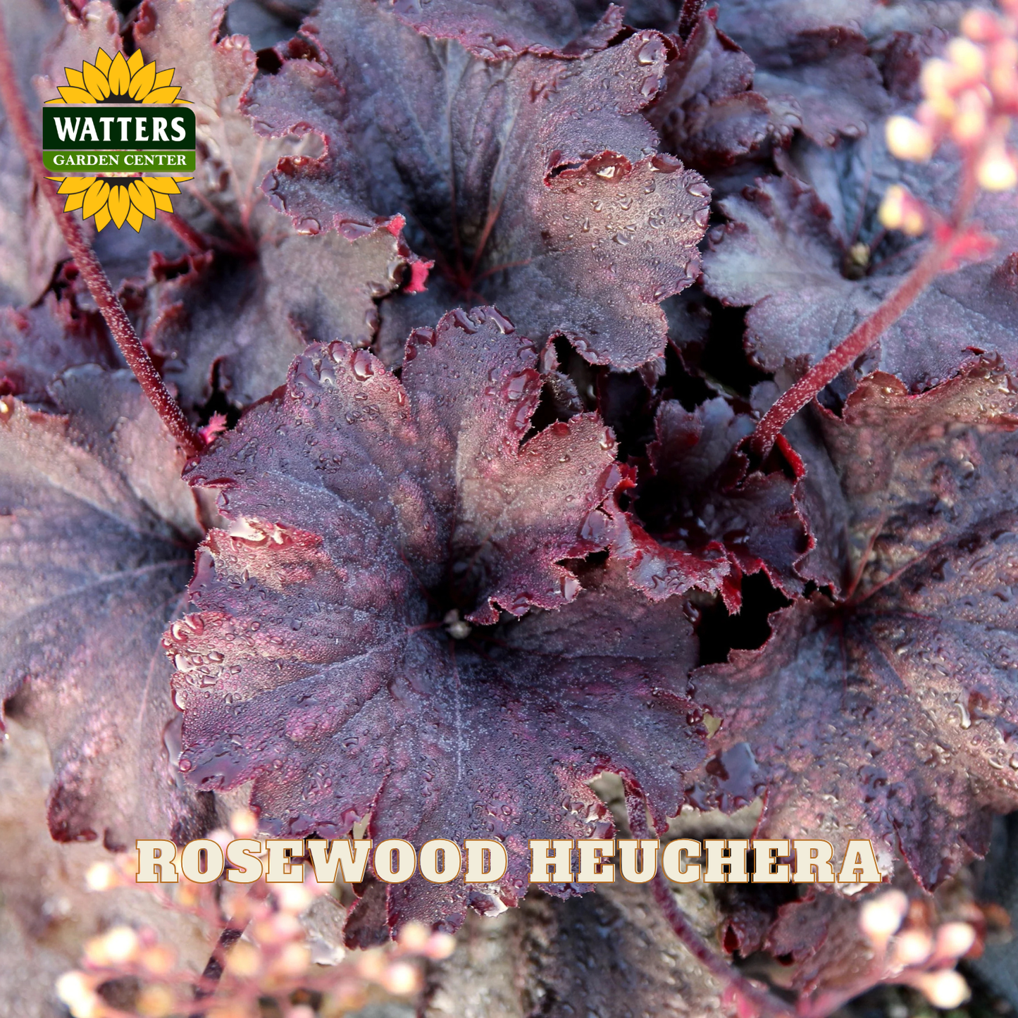 Close-up of a Heuchera plant with dark rosewood-colored leaves and small pale flowers, with the Watters Garden Center logo in the top left and the text 'ROSEWOOD HEUCHERA' across the bottom.