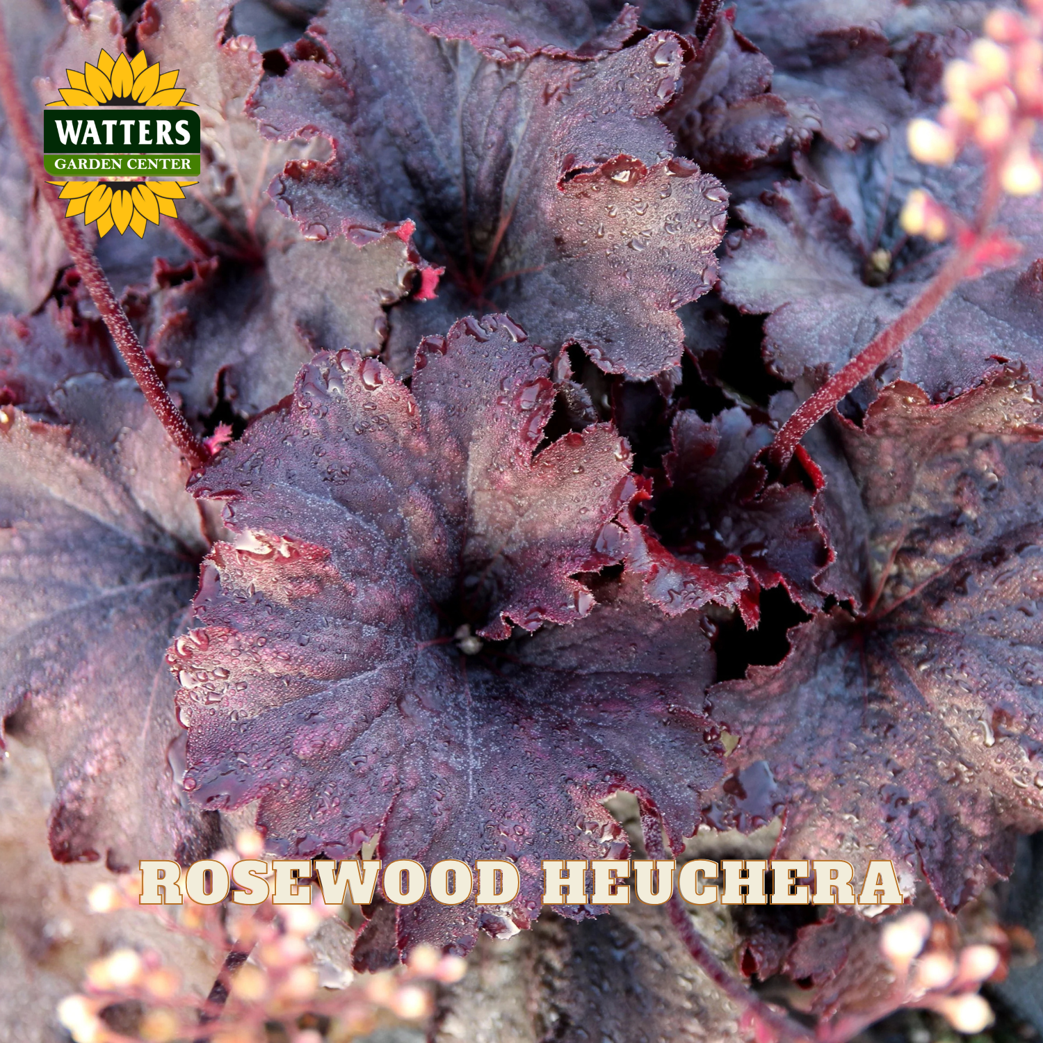 Close-up of a Heuchera plant with dark rosewood-colored leaves and small pale flowers, with the Watters Garden Center logo in the top left and the text 'ROSEWOOD HEUCHERA' across the bottom.