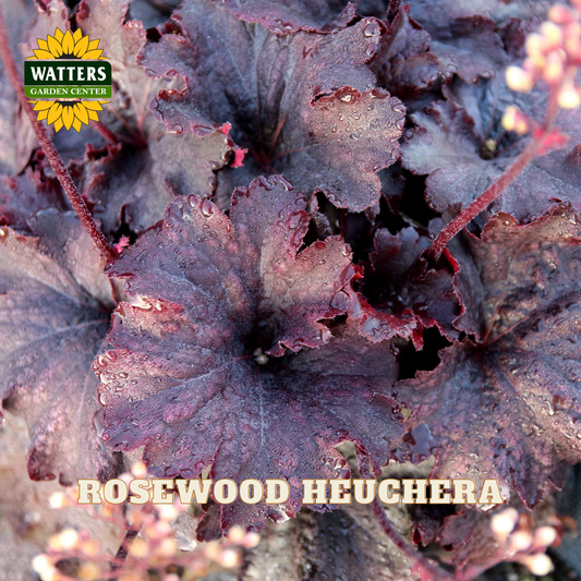 Close-up of a Heuchera plant with dark rosewood-colored leaves and small pale flowers, with the Watters Garden Center logo in the top left and the text 'ROSEWOOD HEUCHERA' across the bottom.
