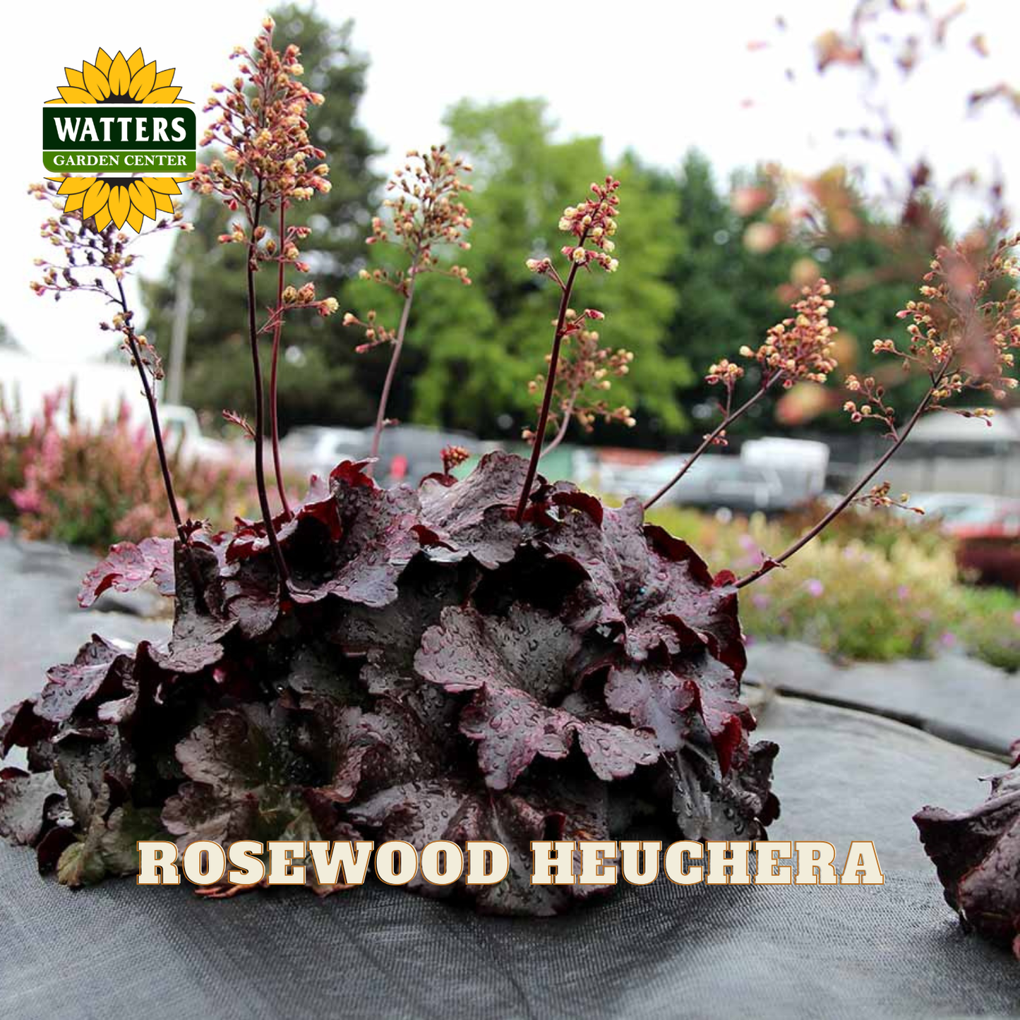 A potted rosewood heuchera plant with dark burgundy leaves and tall stems topped with small pinkish flowers, photographed outdoors in a garden center setting. The Watters Garden Center logo appears in the top left, and the text 'ROSEWOOD HEUCHERA' is overlaid at the bottom.
