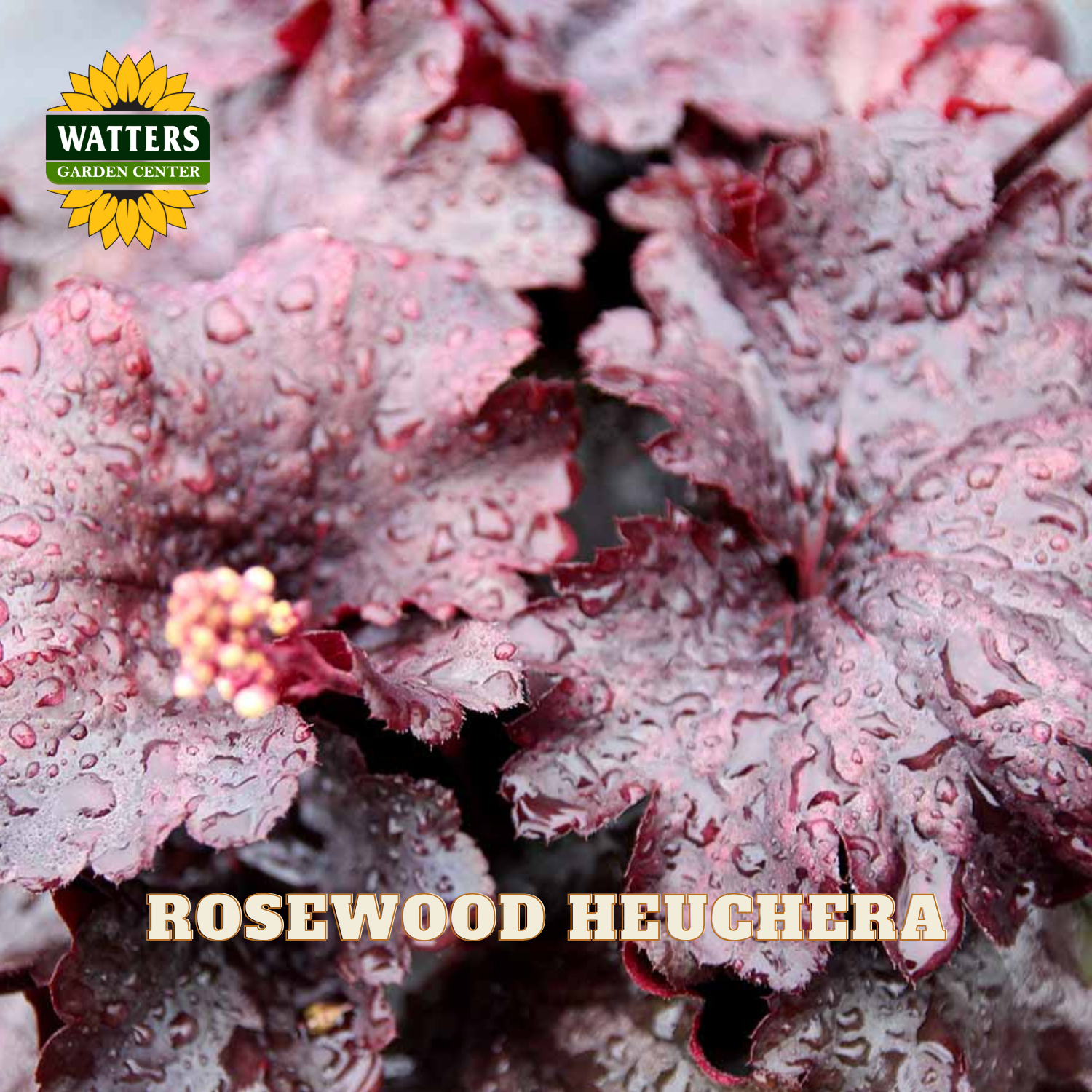 Close-up of a Heuchera plant with dark burgundy-purple leaves covered in water droplets, with a small cluster of pale pink buds. The Watters Garden Center logo appears in the top left, and the text 'ROSEWOOD HEUCHERA' is overlaid at the bottom.