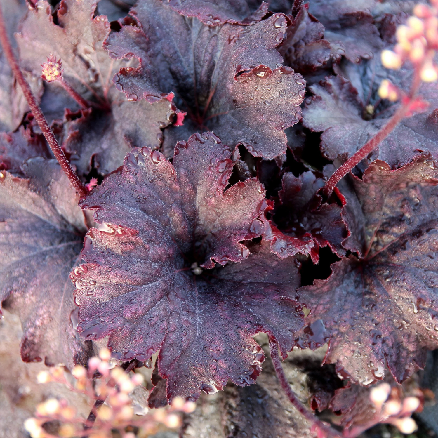 Close-up of a Heuchera plant with dark burgundy-purple lobed leaves and small pale pink flowers.