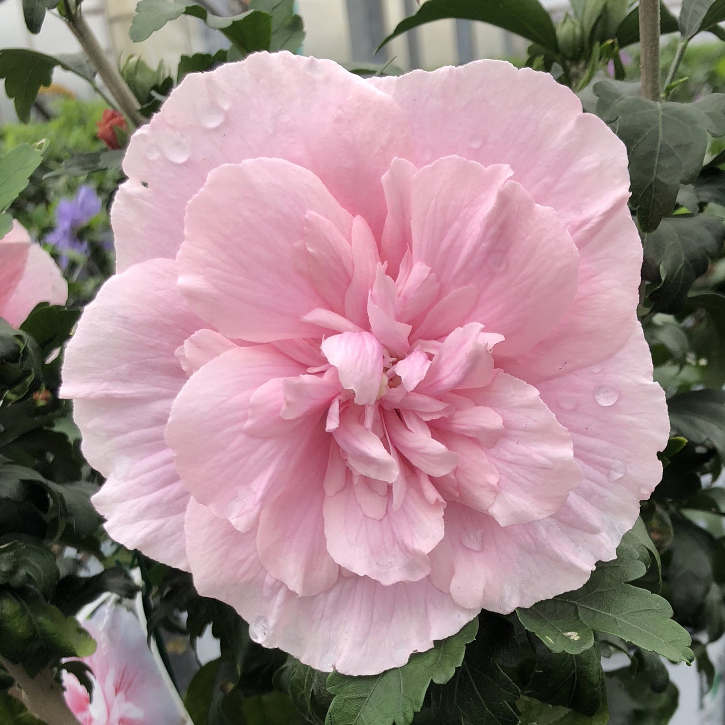 PINK CHIFFON ROSE OF SHARON HIBISCUS 2gal