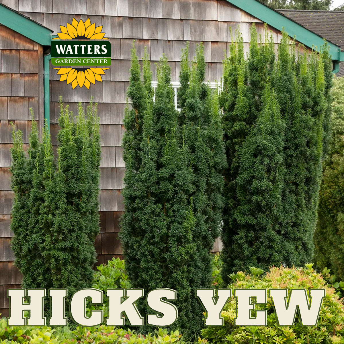 HICKS YEW 2gal