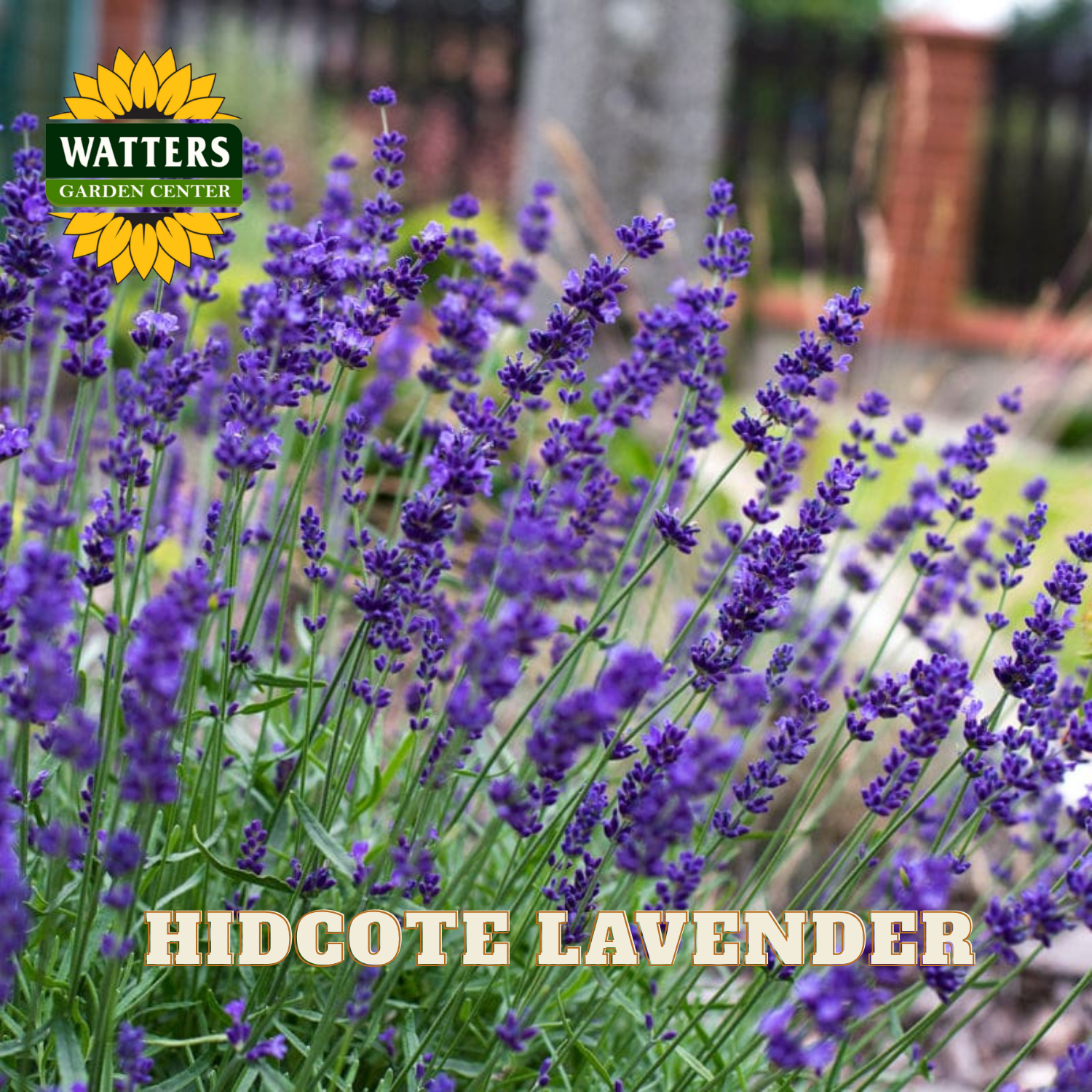 Hidcote Lavender with Watters Garden Center logo in the background