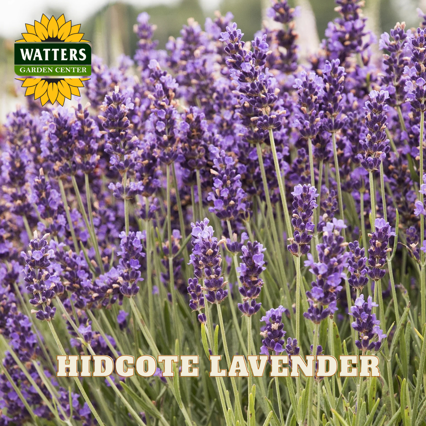 Hidcote Lavender with Watters Garden Center logo