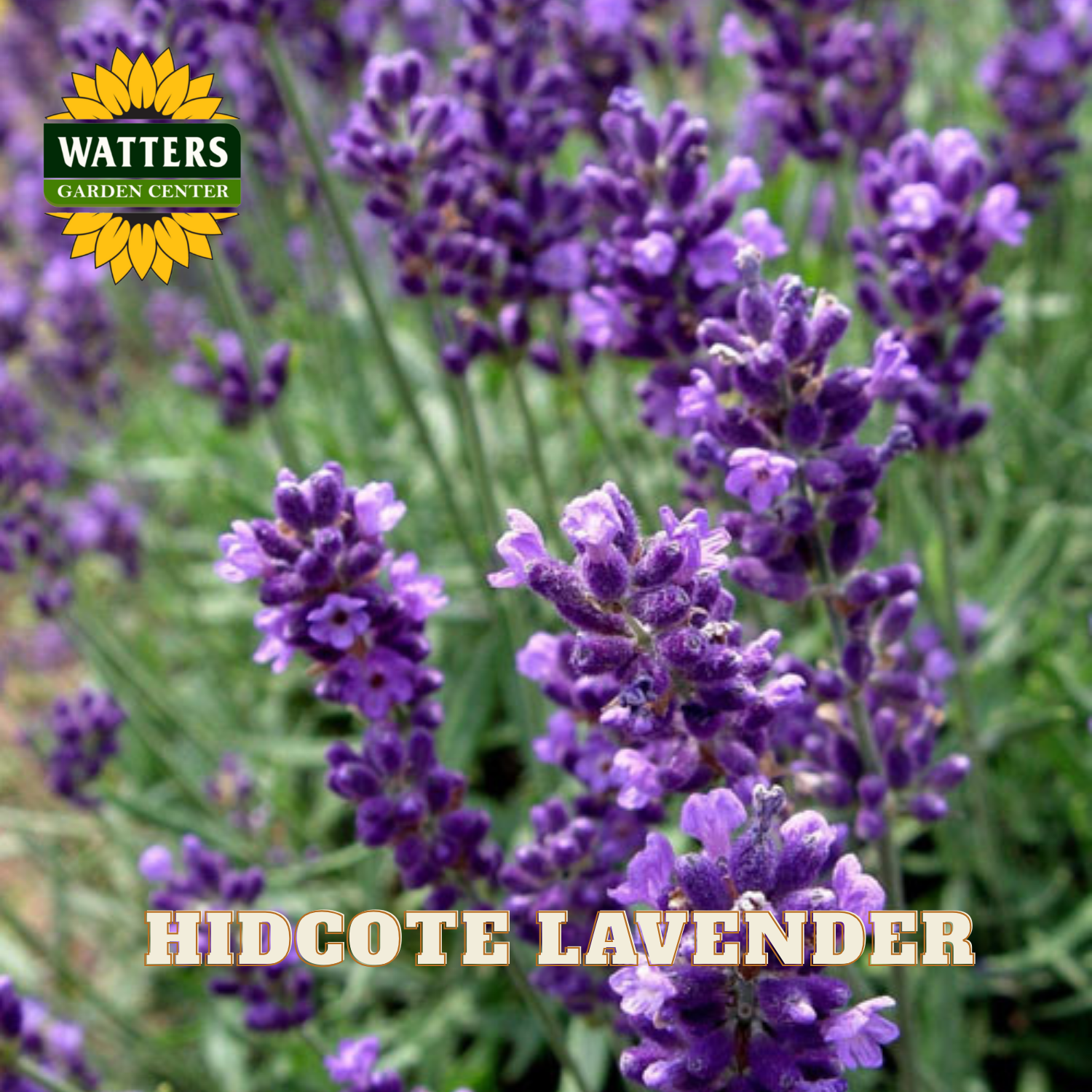 HIDCOTE LAVENDER with Watters Garden Center logo