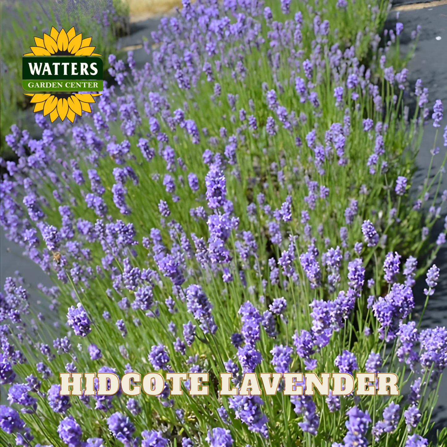 Field of lavender with Watters Garden Center logo and 'Hidcote Lavender' text.