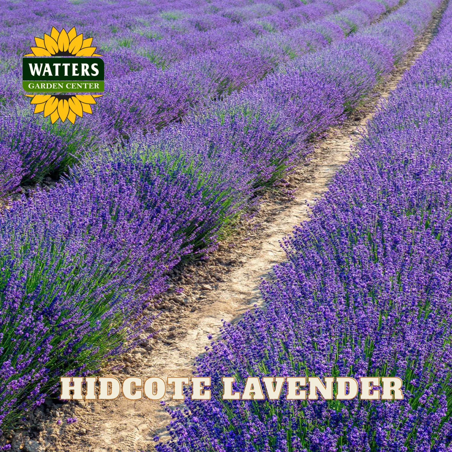 Row of lavender plants with 'Watters Garden Center' logo and 'Hidcote Lavender' text.