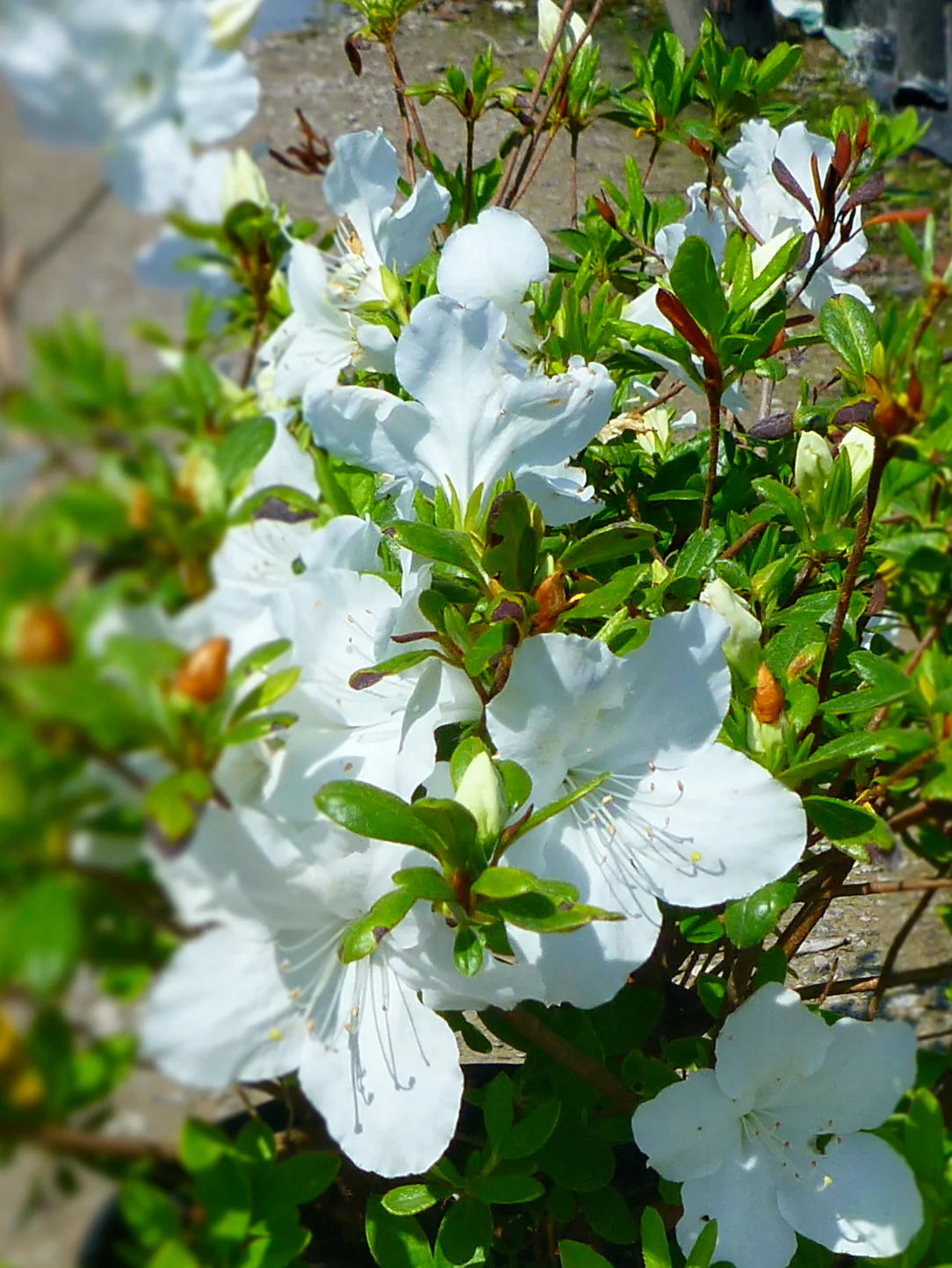 EVER GIRARDS PLEASANT WHITE AZALEA 3gal