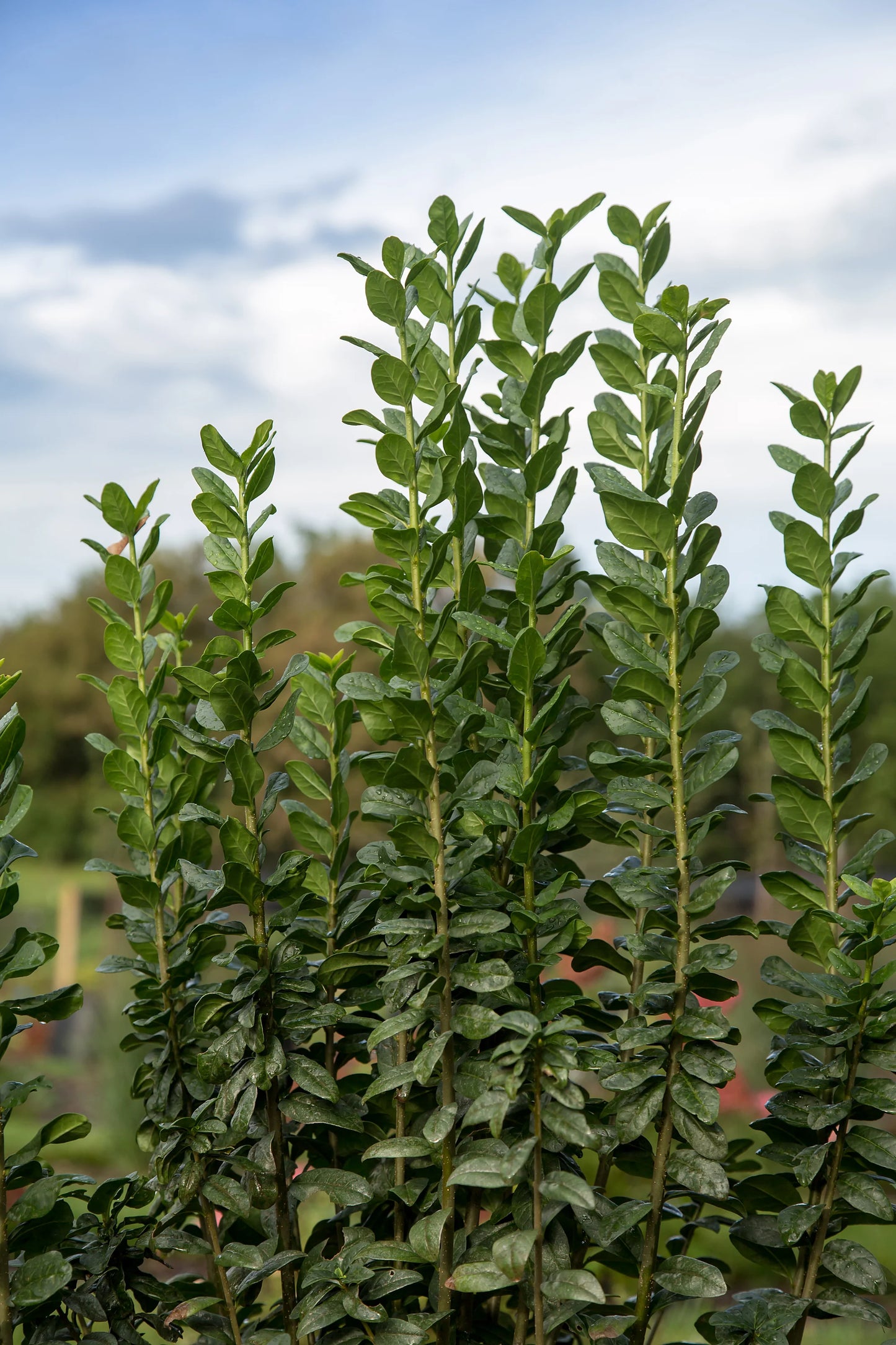 STRAIGHT TALK PRIVET 3gal