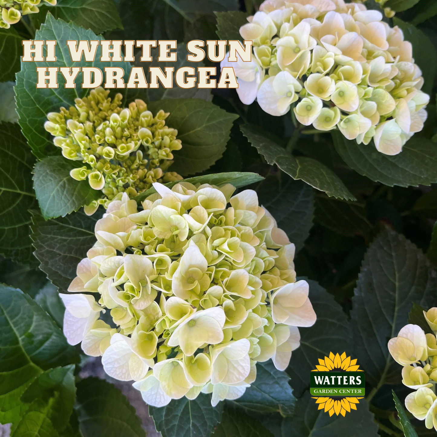 WHITE SUN HYDRANGEA 2gal