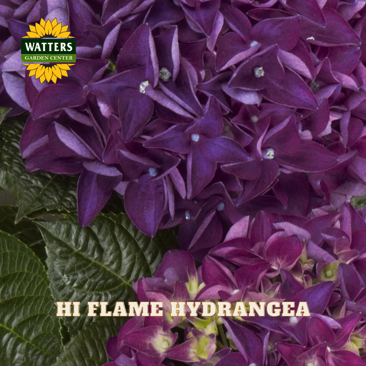Close-up of purple hydrangea flowers with Watters Garden Center logo.