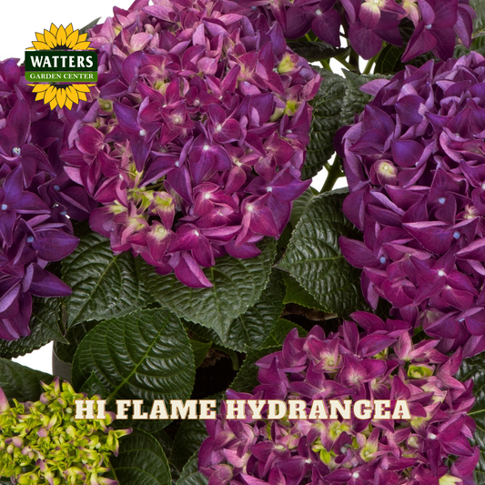 Close-up of purple hydrangea flowers with 'Watters Garden Center' logo.