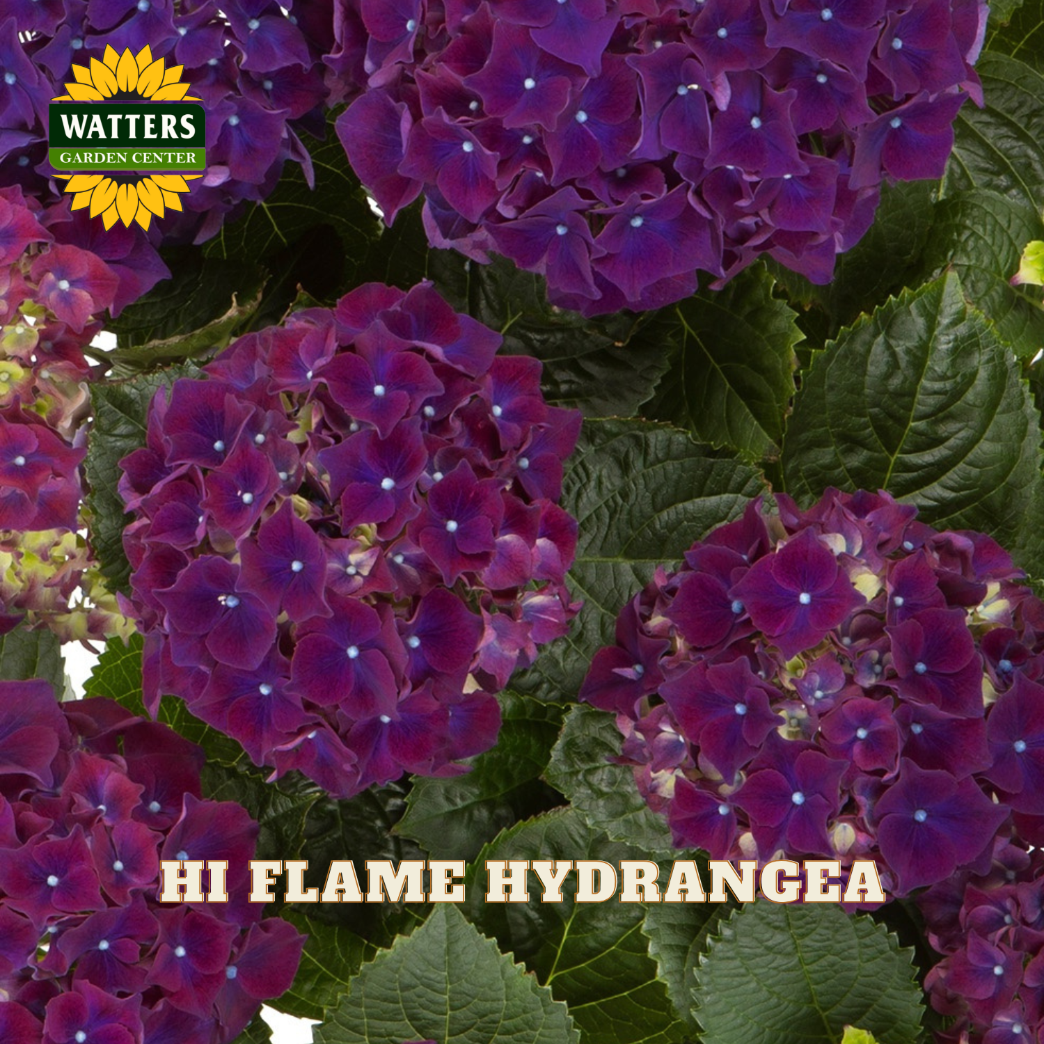 Close-up of purple hydrangea flowers with Watters Garden Center logo.