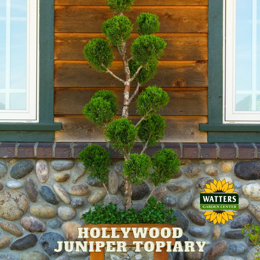 HOLLYWOOD JUNIPER TOPIARY 5gal