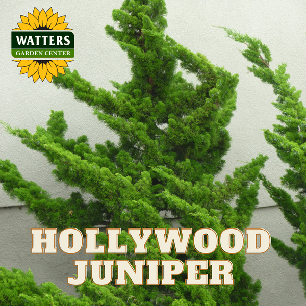 HOLLYWOOD JUNIPER TREE 5gal – Watters Garden Center