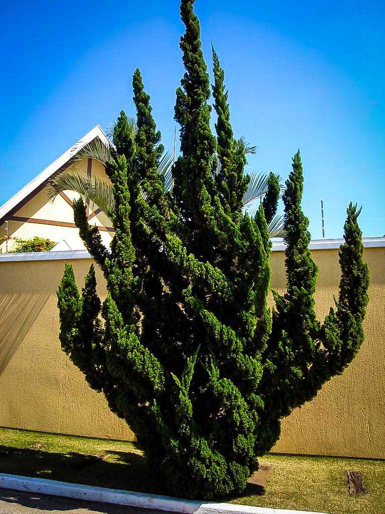 HOLLYWOOD JUNIPER TREE 5gal
