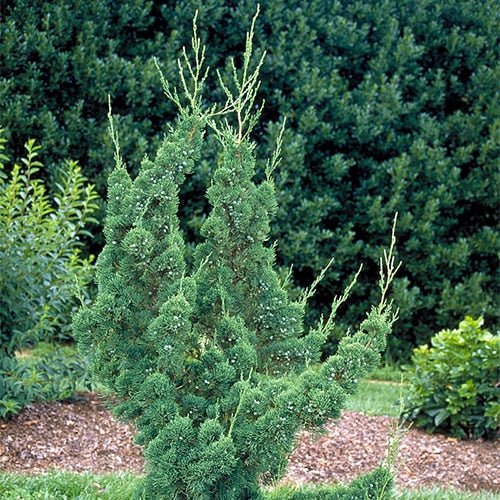 HOLLYWOOD JUNIPER TREE 5gal