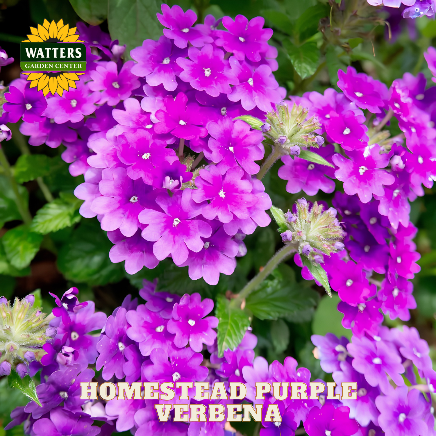 Close-up of purple verbena flowers with Watters Garden Center branding.