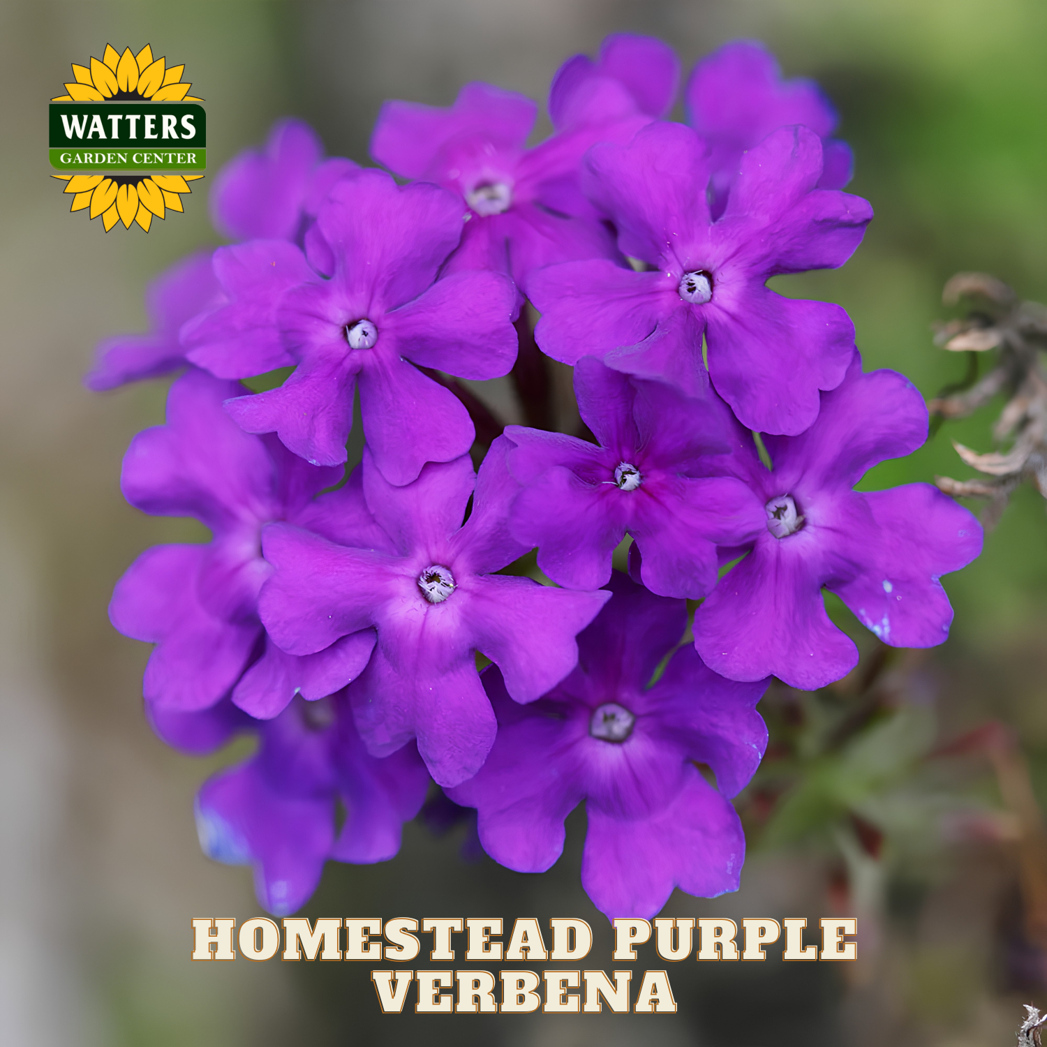 Purple verbena flowers with Watters Garden Center logo and text overlay.