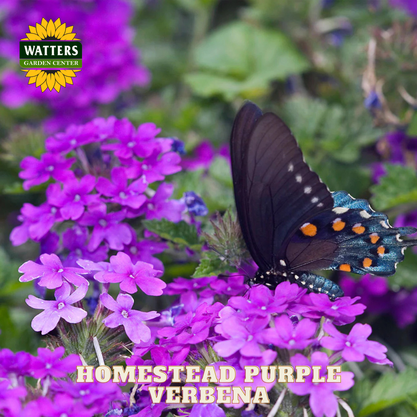 Butterfly on Homestead Purple Verbena with Watters Garden Center branding.