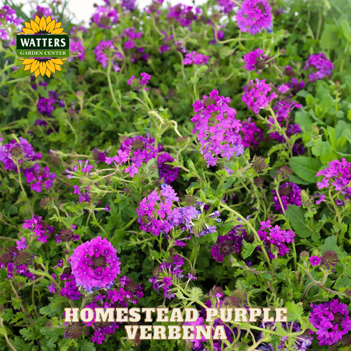 Homestead Purple Verbena flowers with Watters Garden Center logo