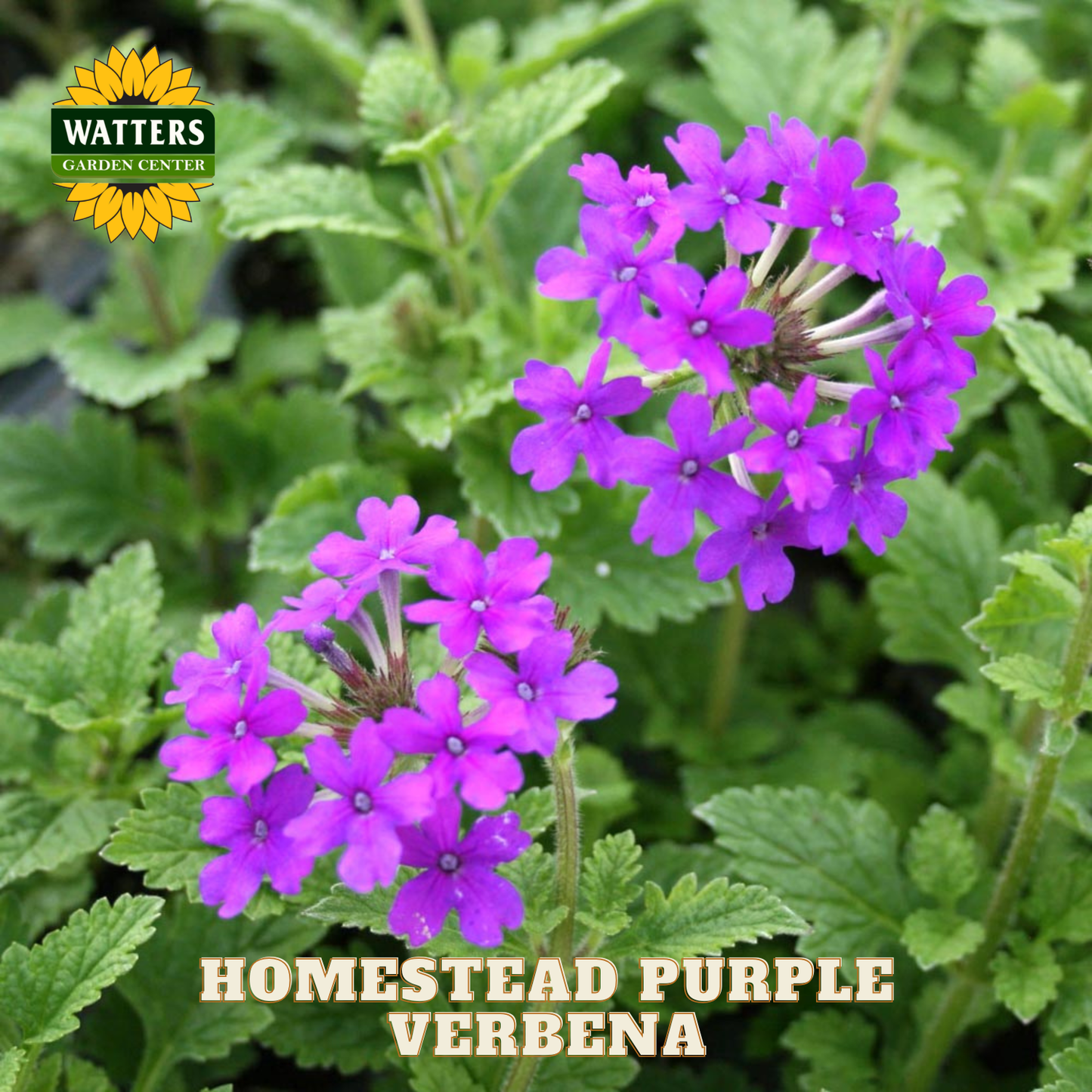 Homestead Purple Verbena flowers with green leaves and Watters Garden Center logo.