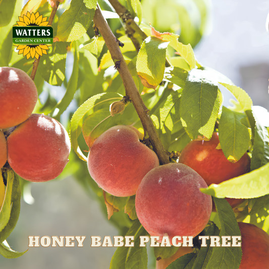 Honey Babe peach tree with ripe peaches and green leaves, featuring Watters Garden Center logo.
