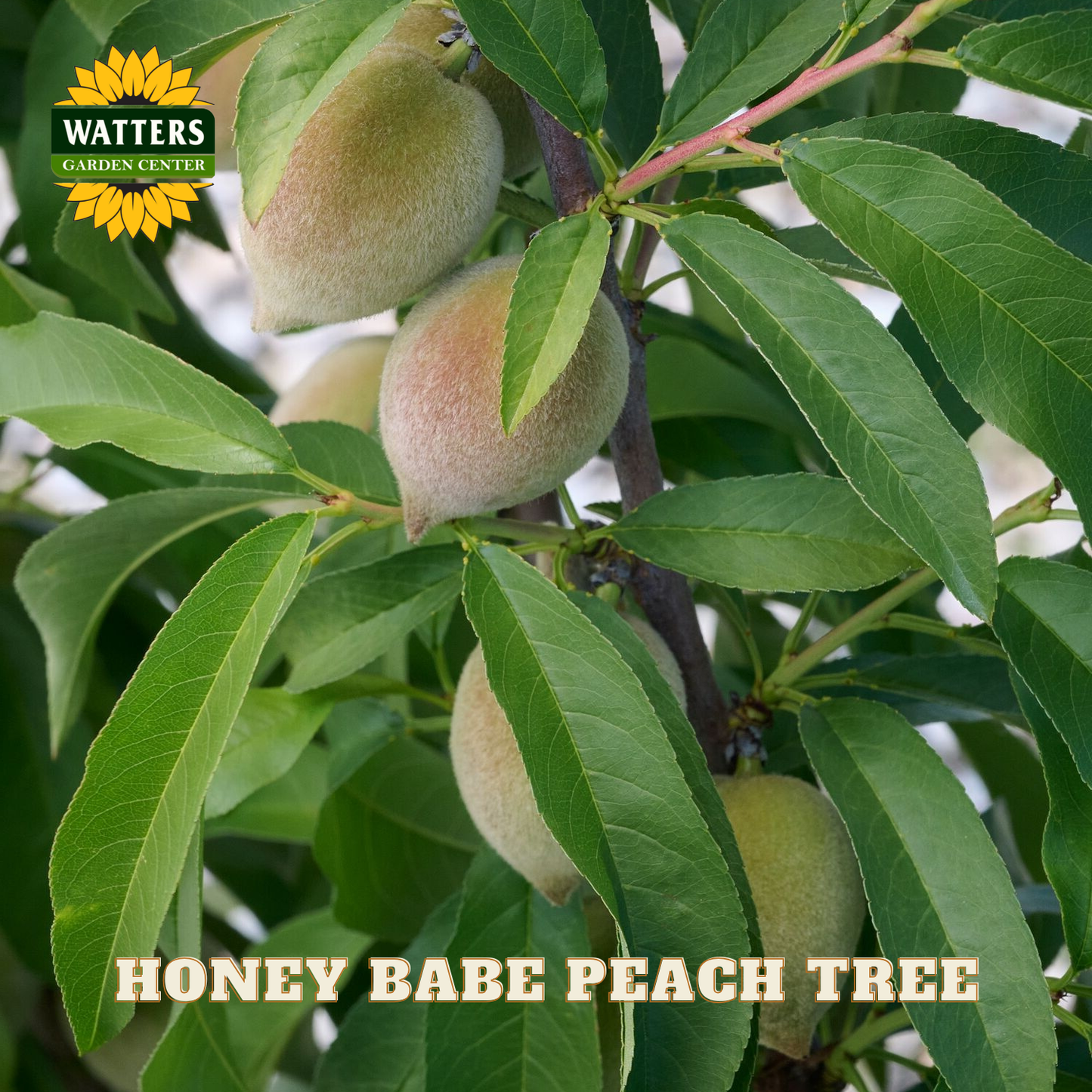 Honey Babe peach tree with fruits and leaves, featuring Watters Garden Center logo.