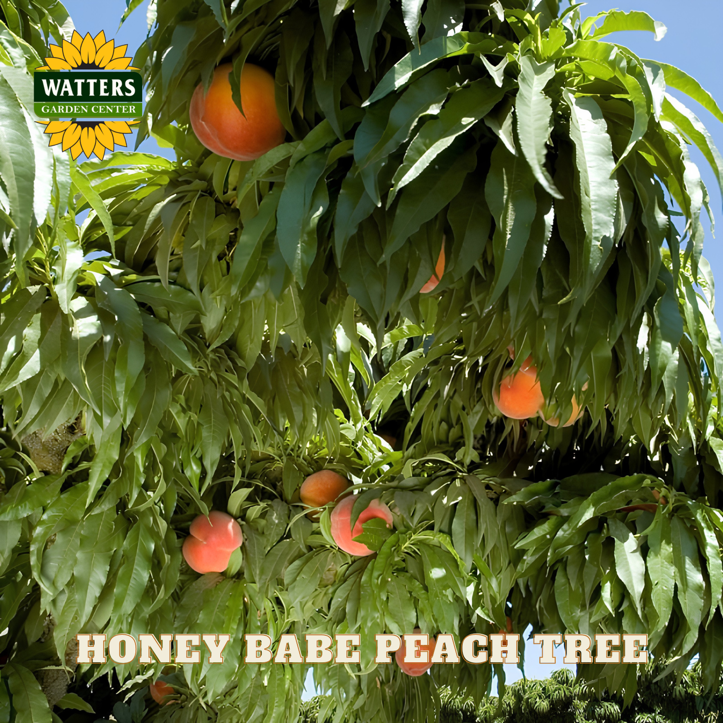 Honey Babe peach tree with fruits and leaves, Watters Garden Center logo.