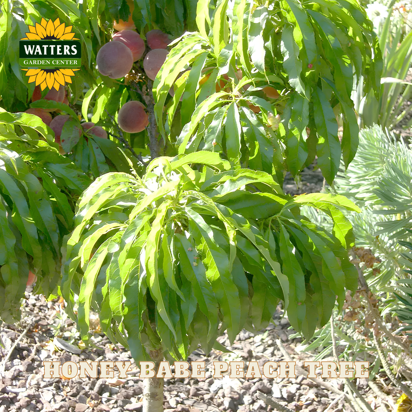 Peach tree with fruits and green leaves, branded with Watters Garden Center.