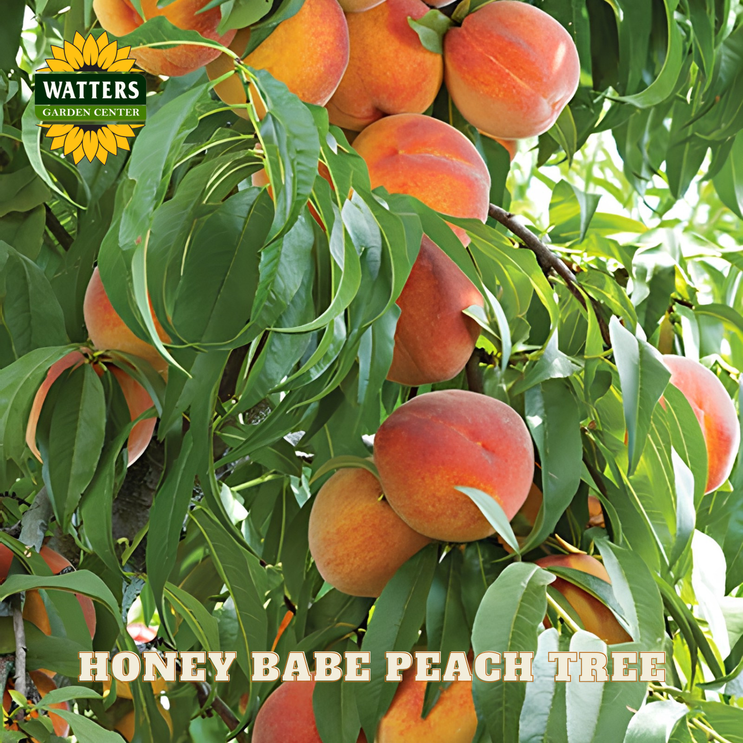 Honey Babe peach tree with ripe peaches and green leaves, Watters Garden Center branding.