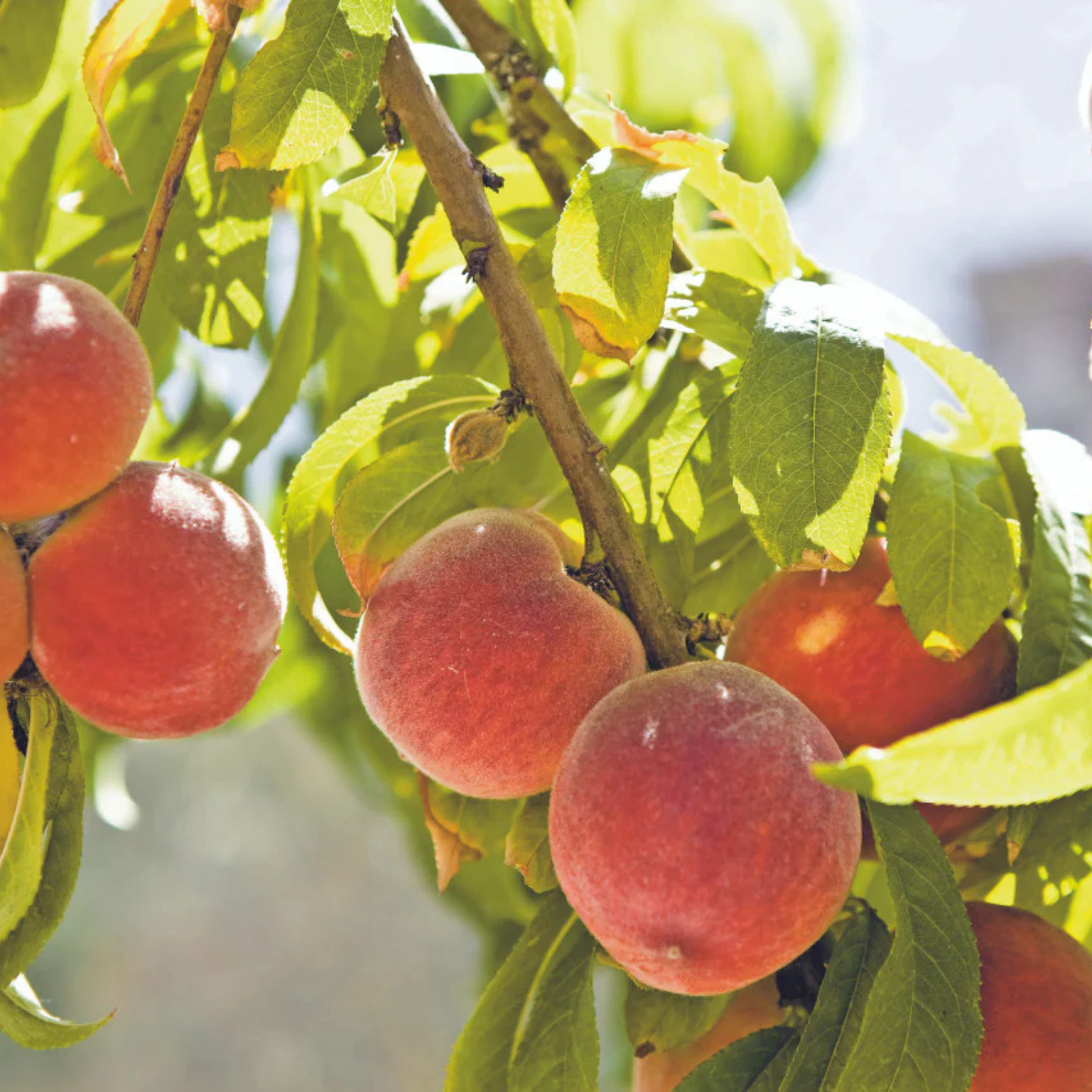 Ripe peaches on a tree branch with green leaves.