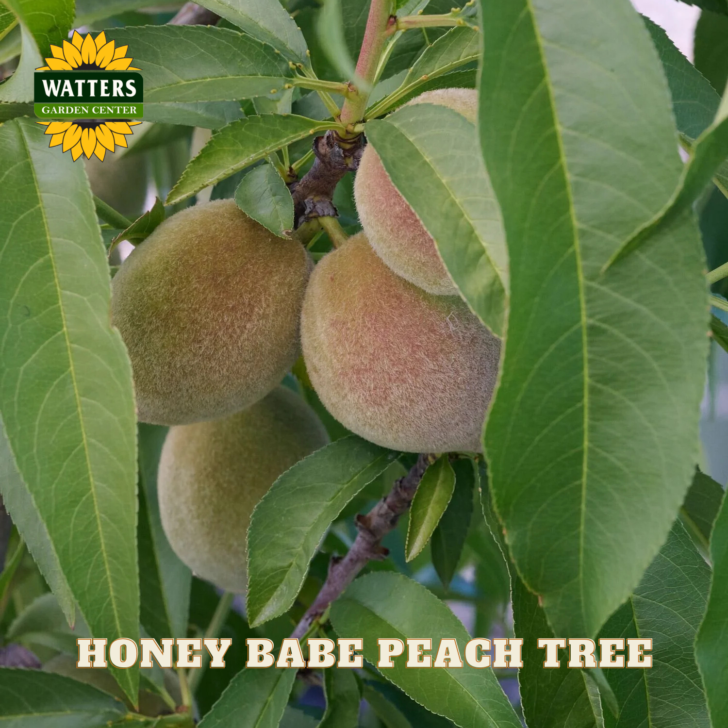 Honey Babe peach tree with peaches and leaves, featuring Watters Garden Center logo.