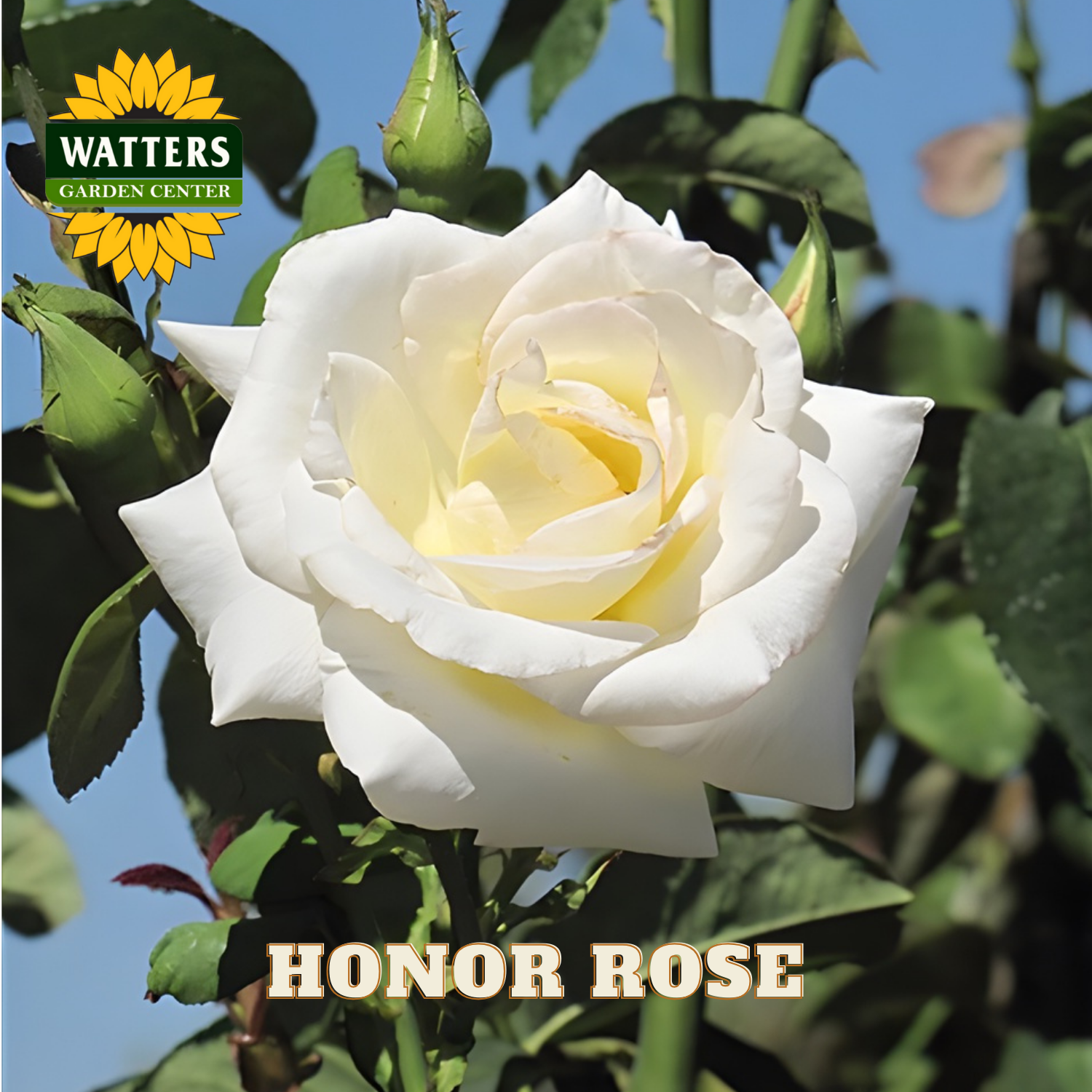 White rose with green leaves and Watters Garden Center logo.