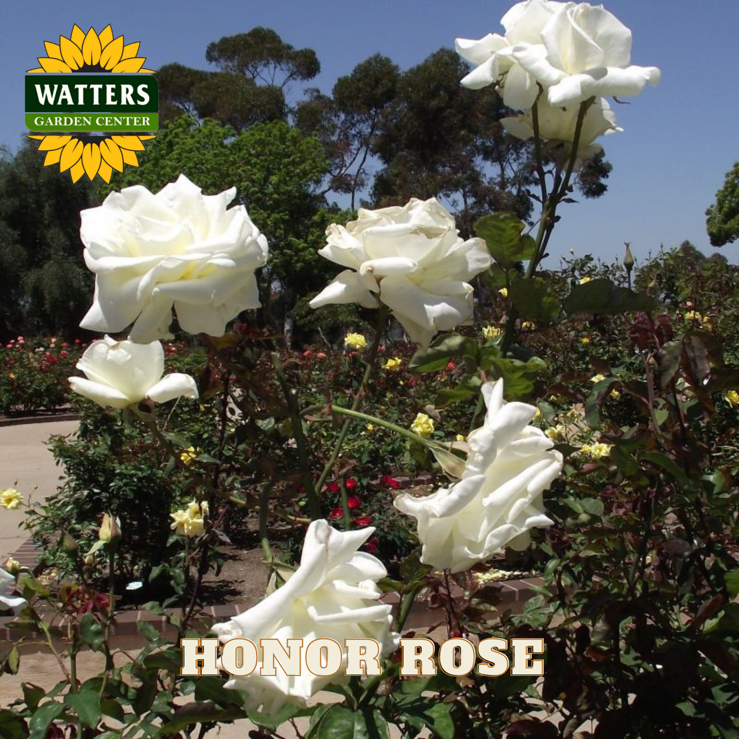 White roses with 'Watters Garden Center' logo and 'Honor Rose' text in a garden setting.
