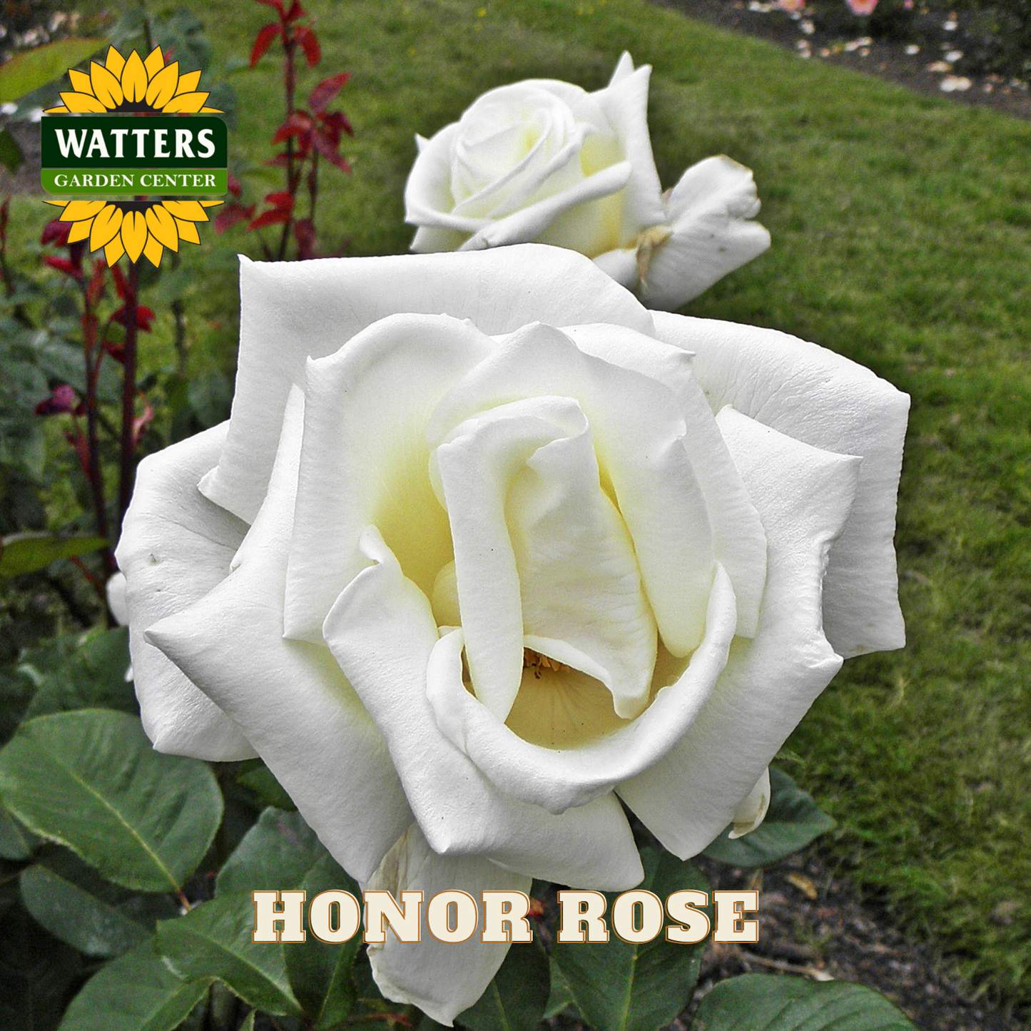 White rose with 'Watters Garden Center' logo and 'Honor Rose' text.