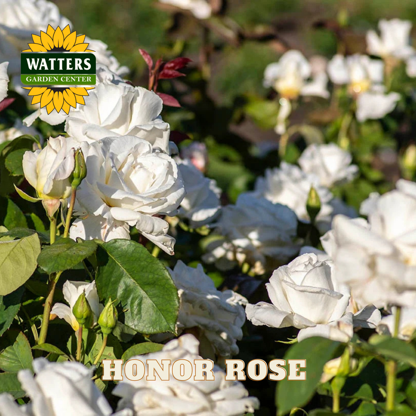 White roses with Watters Garden Center logo and 'Honor Rose' text.