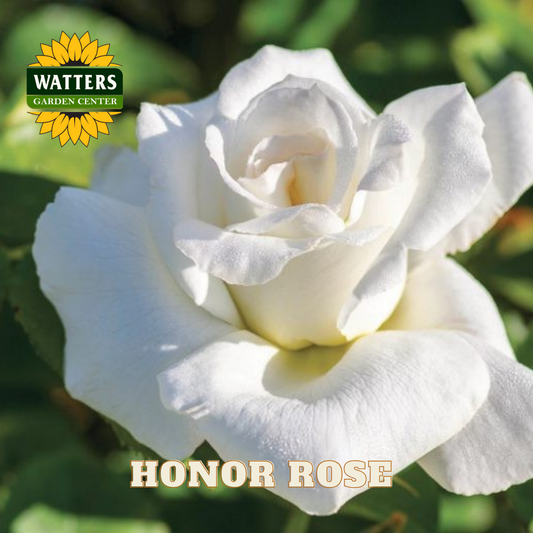 White rose with Watters Garden Center logo and 'Honor Rose' text.