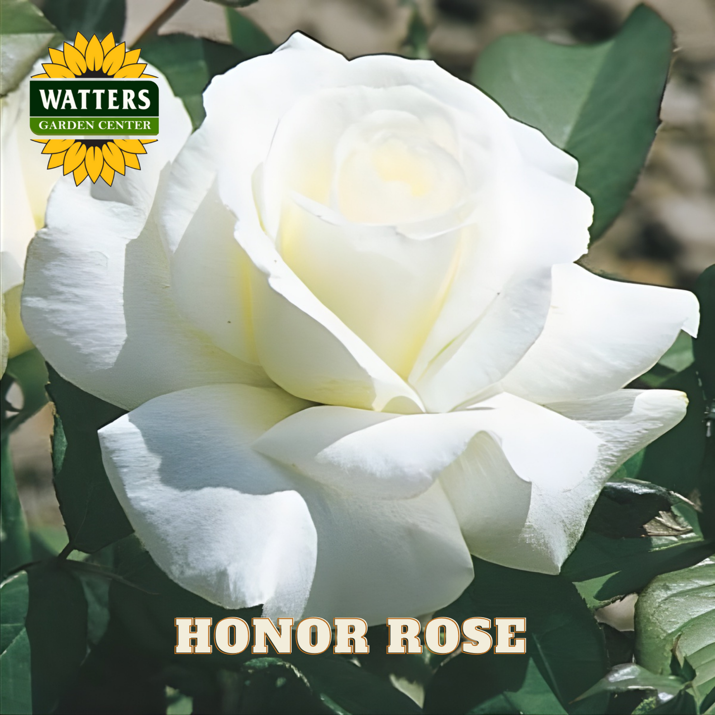 White rose with 'Watters Garden Center' logo and 'Honor Rose' text.