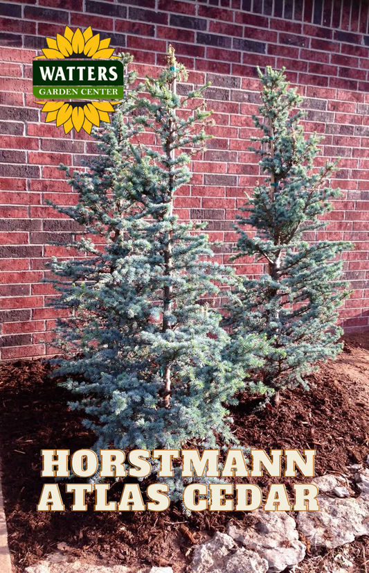 HORSTMANN ATLAS DWARF CEDAR TREE 7gal