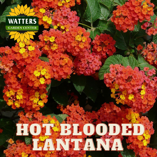 HOT BLOODED LANTANA 2gal
