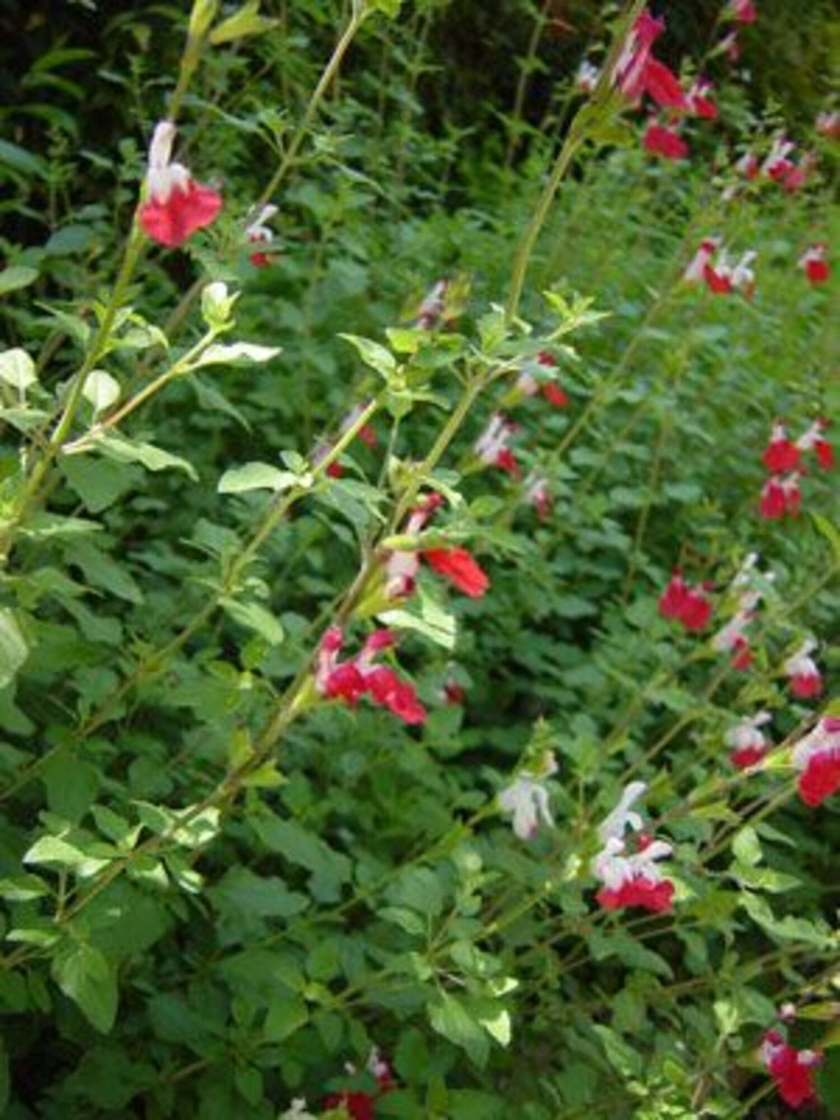 ASSORTED SALVIA GREGGII 2gal
