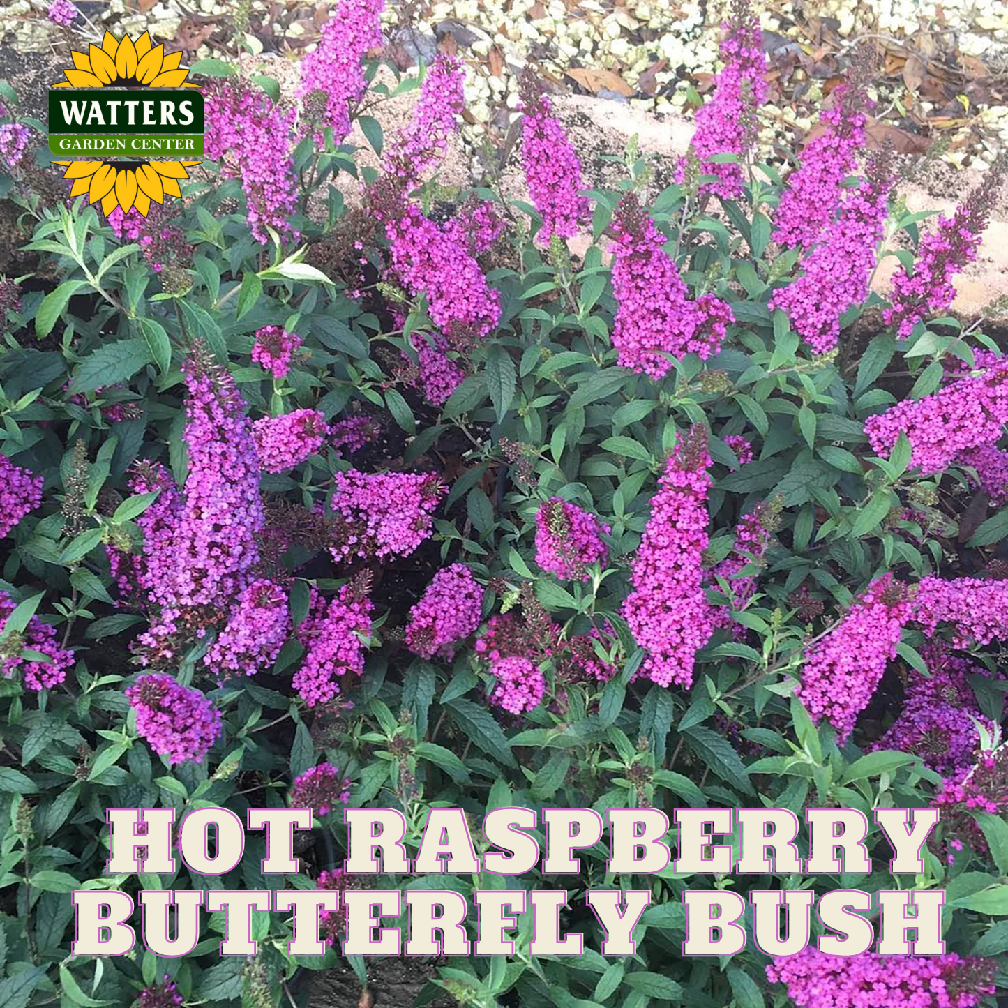 HOT RASPBERRY BUTTERFLY BUSH 3gal