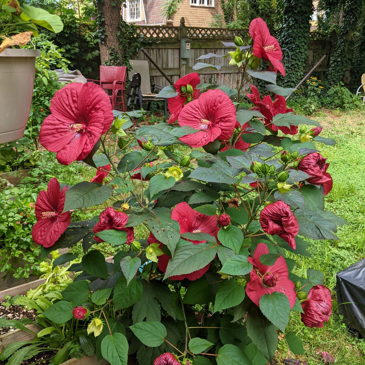 MOONSHADOW MORELLO HARDY HIBISCUS 2gal