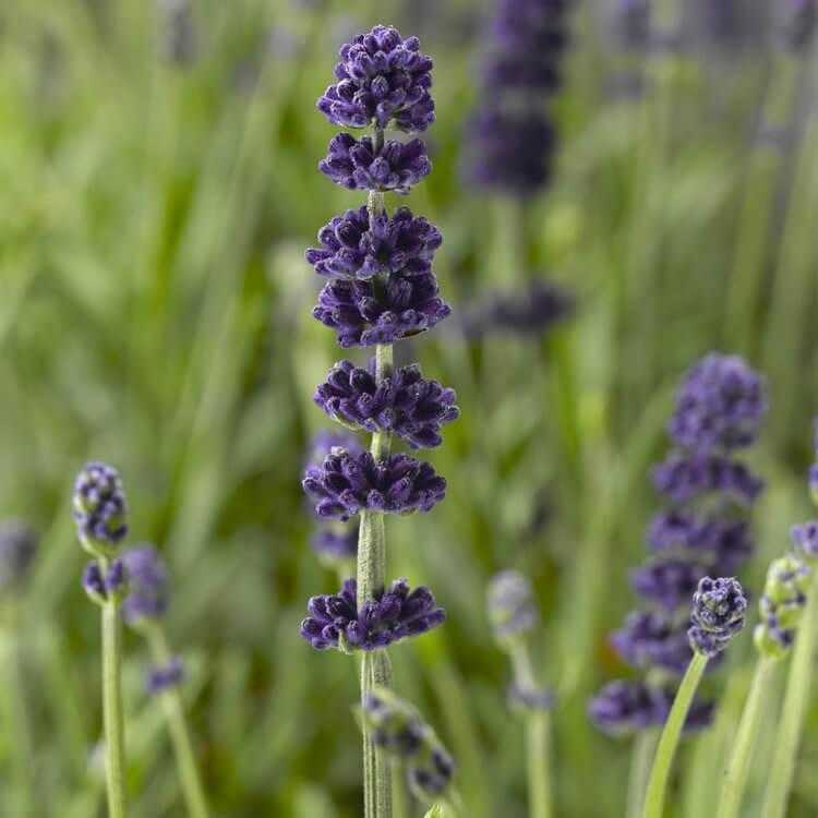 AROMATICO BLUE IMP LAVENDER 1gal